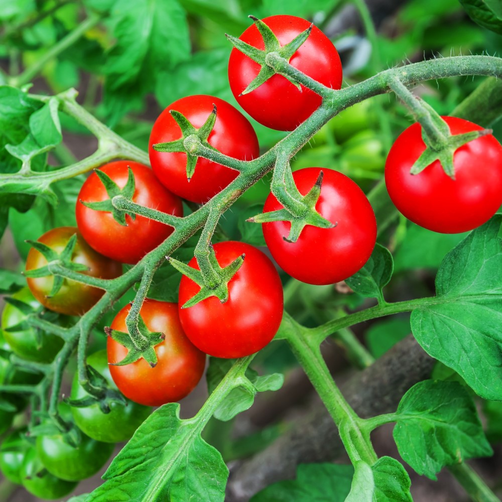 tomato-plant.jpg
